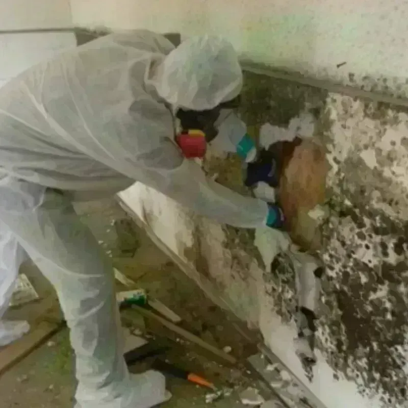 Mold Remediation and Removal in Spencer, IN